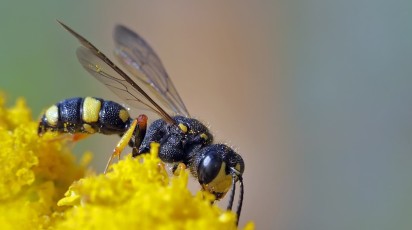 amstelring ledenservice ernstige allergie/wespensteek